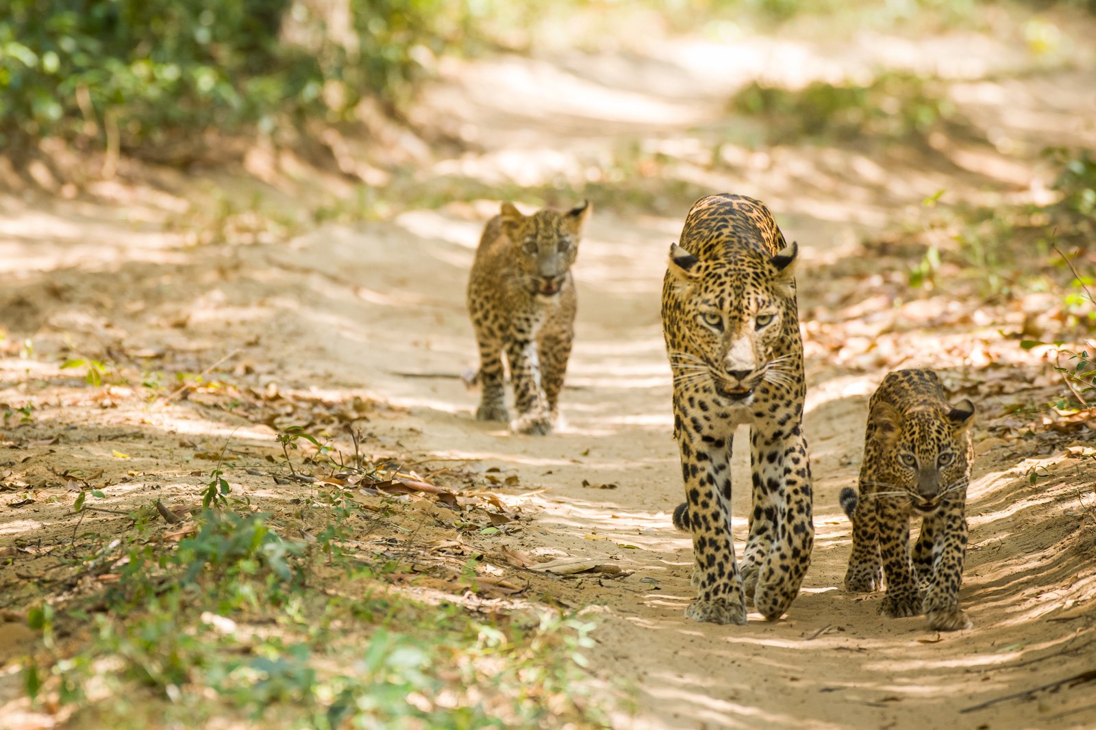 Wilpattu National Park