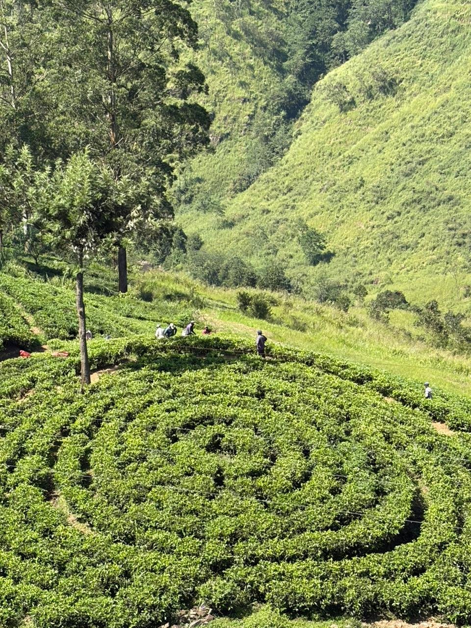 Tea Country Trekking