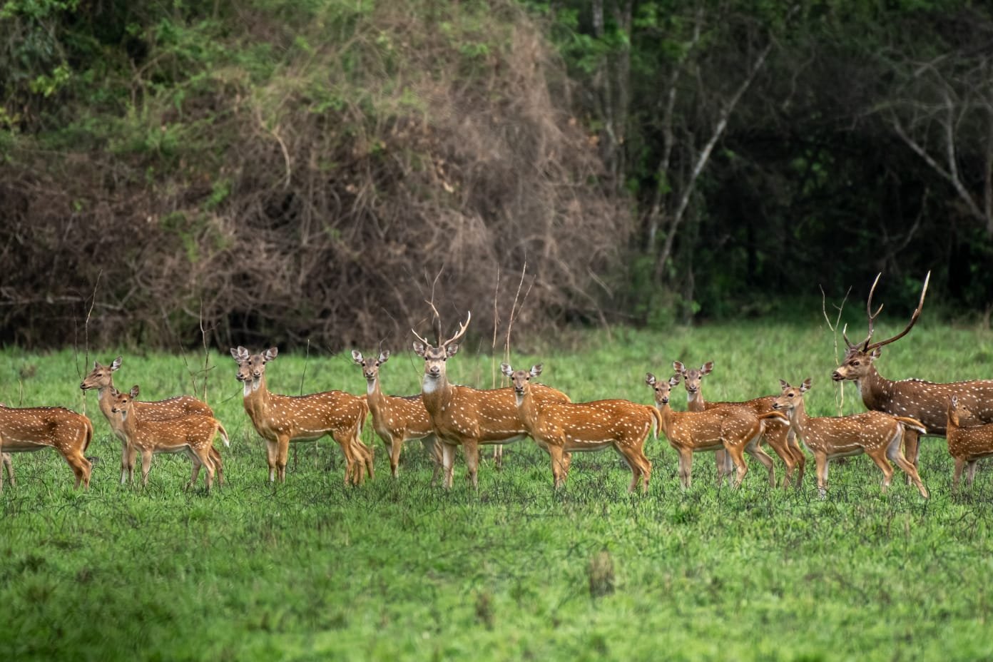 Yala National Park