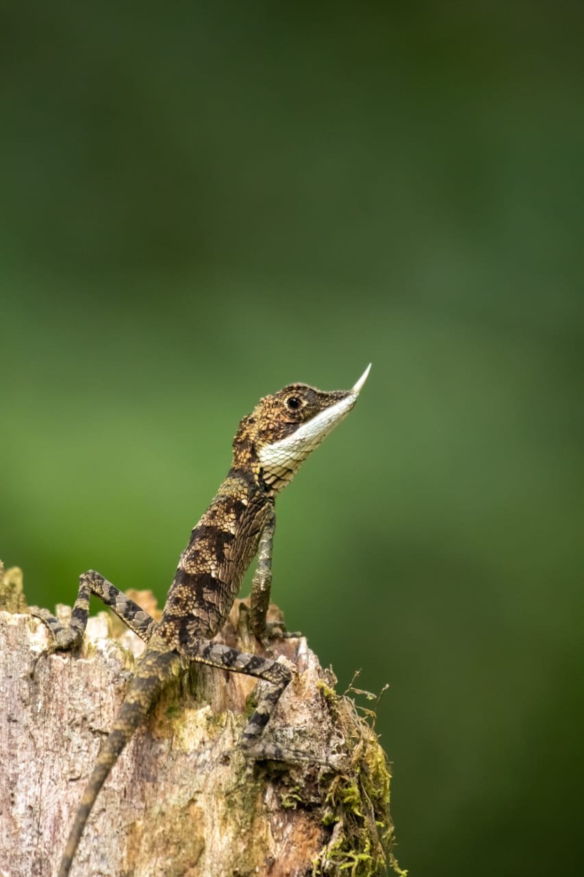 Wildlife Photography Safaris